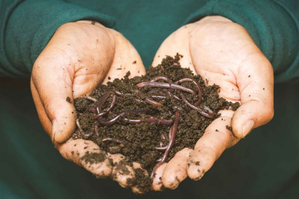 Mãos segurando terra escura com minhocas, adubação de plantas de interior