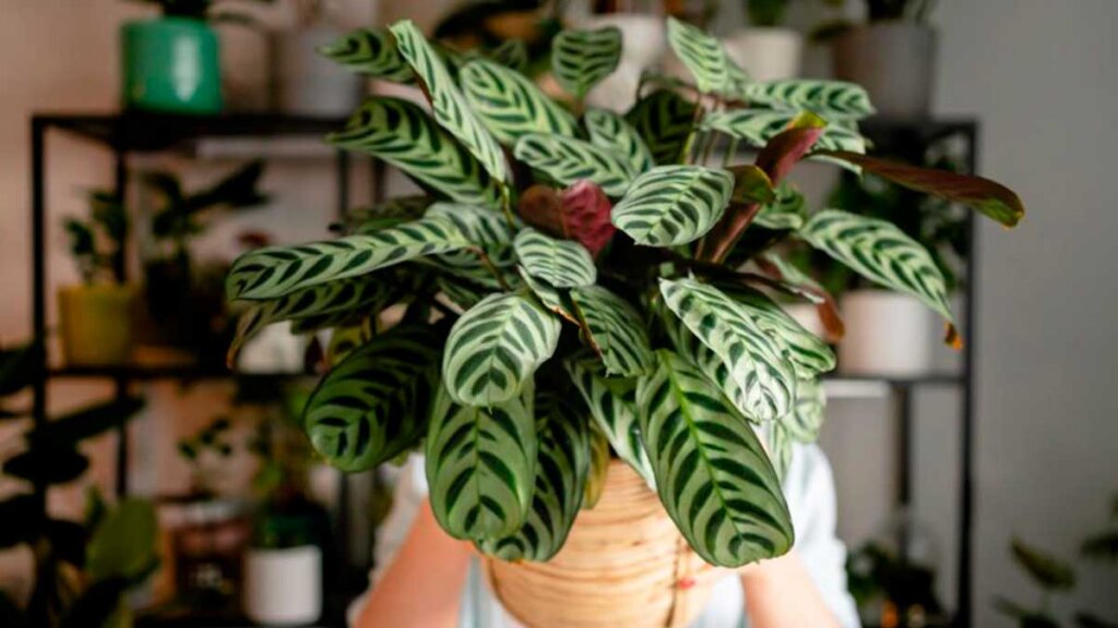 Mãos segurando vaso de maranta em loja de plantas, planta que purifica o ar