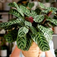 Mãos segurando vaso de maranta em loja de plantas, planta que purifica o ar