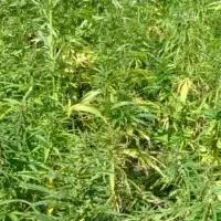 Campo denso de plantas de cânhamo (Cannabis sativa) em cultivo agrícola a céu aberto, com caules altos e folhas palmadas ao sol.
