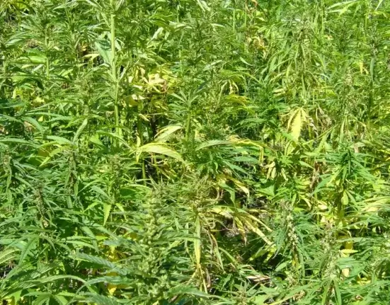 Campo denso de plantas de cânhamo (Cannabis sativa) em cultivo agrícola a céu aberto, com caules altos e folhas palmadas ao sol.