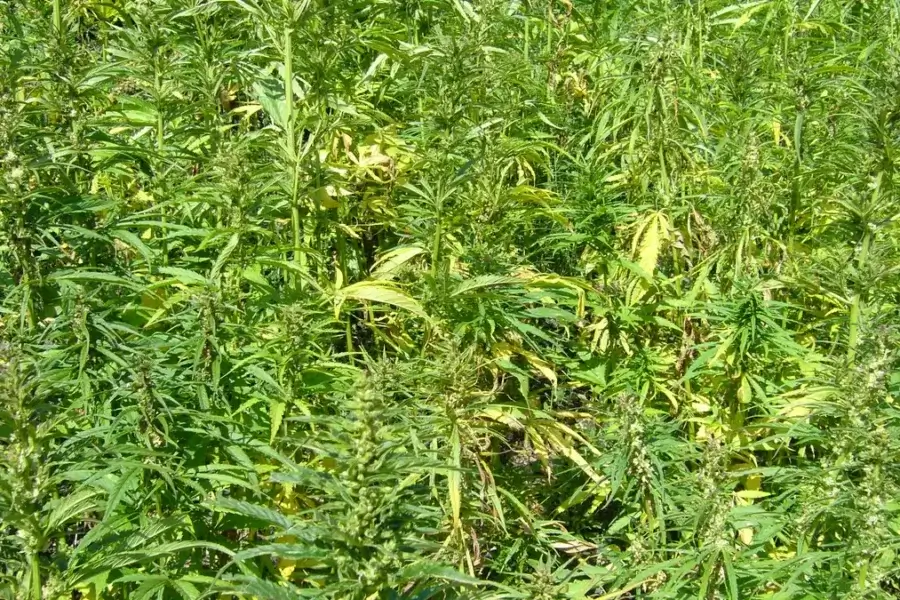 Campo denso de plantas de cânhamo (Cannabis sativa) em cultivo agrícola a céu aberto, com caules altos e folhas palmadas ao sol.