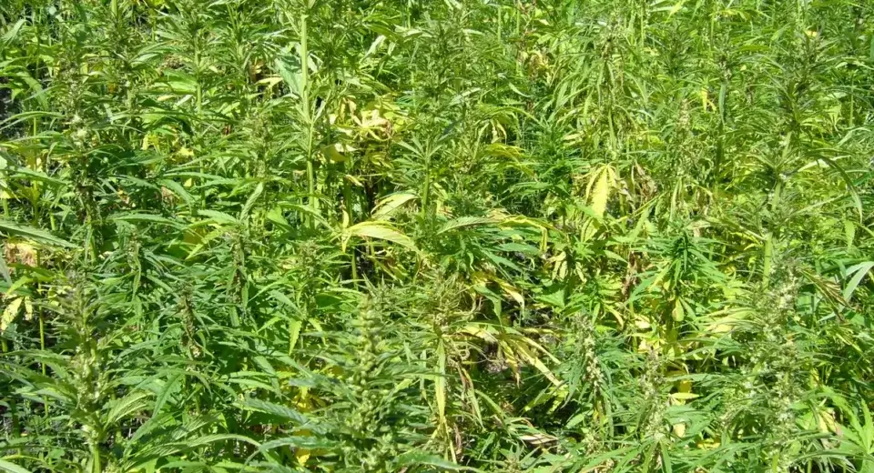 Campo denso de plantas de cânhamo (Cannabis sativa) em cultivo agrícola a céu aberto, com caules altos e folhas palmadas ao sol.