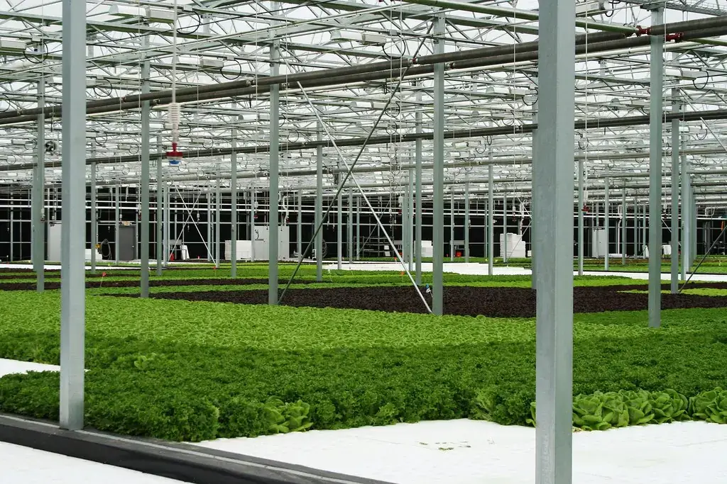 Interior de estufa comercial de grande porte, com fileiras de alfaces verdes e roxas cultivadas em sistema hidrop&ocirc;nico sob estrutura met&aacute;lica.