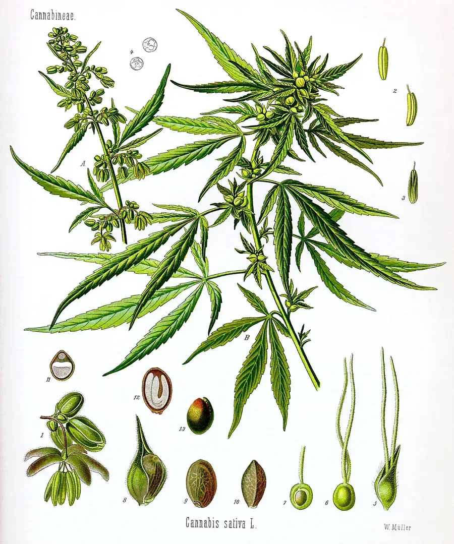 Ilustração botânica colorida de 1887 da Cannabis sativa, com ramo de flores masculinas, ramo de flores femininas, folhas palmadas serrilhadas e detalhes ampliados de sementes e plântulas.