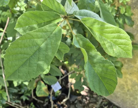 Muda de ipê-amarelo em saquinho de viveiro, com folhas palmadas verdes