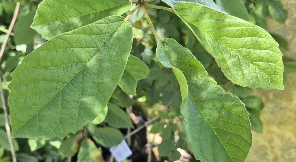 Muda de ipê-amarelo em saquinho de viveiro, com folhas palmadas verdes