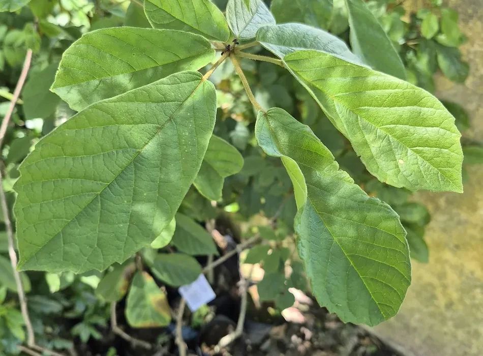 Muda de ipê-amarelo em saquinho de viveiro, com folhas palmadas verdes