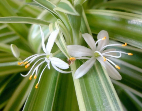 Folhas variegadas de clorofito (Chlorophytum comosum) em close, com duas flores brancas de estames alaranjados no centro da touceira.
