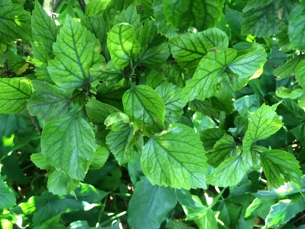 Folhas de hibisco com clorose entre as nervuras: nervura verde e limbo amarelado, sinal de falta de ferro