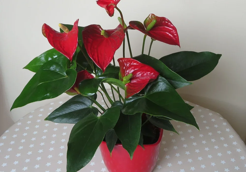 Antúrio em vaso vermelho com cinco espatas vermelhas brilhantes e folhas verde-escuras