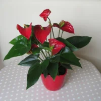 Antúrio em vaso vermelho com cinco espatas vermelhas brilhantes e folhas verde-escuras