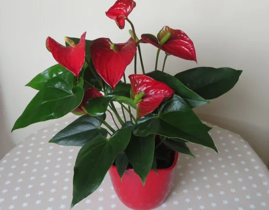 Antúrio em vaso vermelho com cinco espatas vermelhas brilhantes e folhas verde-escuras