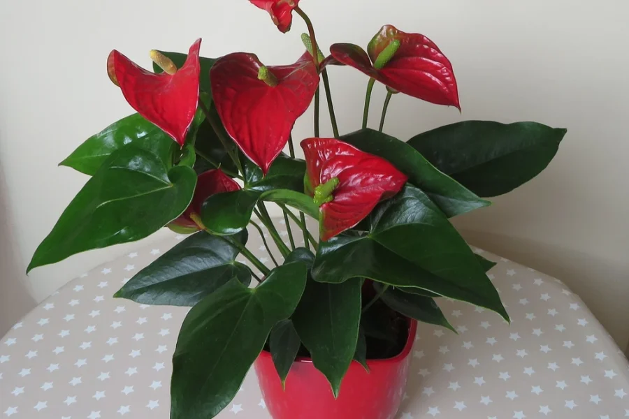 Antúrio em vaso vermelho com cinco espatas vermelhas brilhantes e folhas verde-escuras