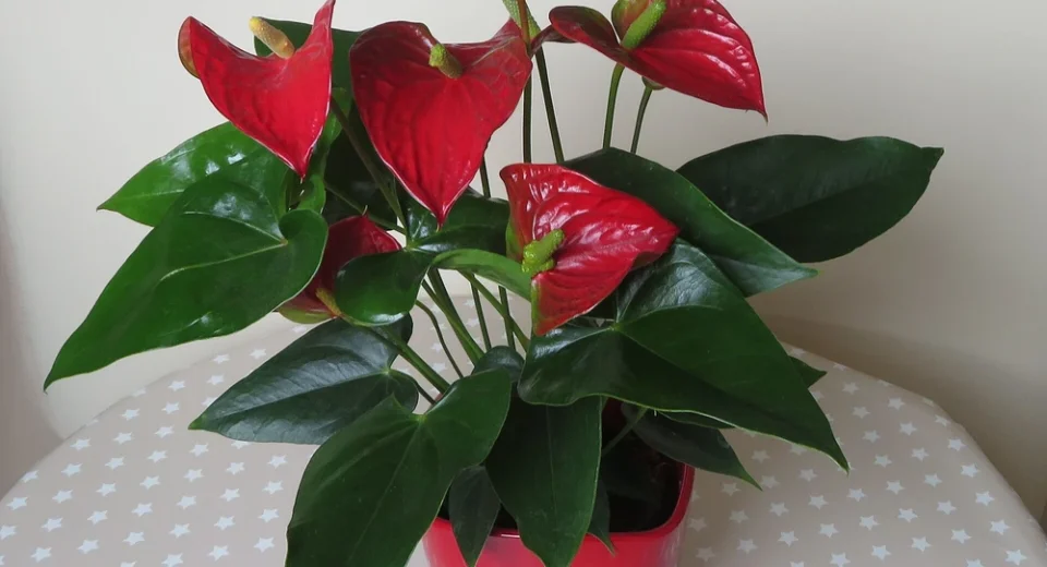 Antúrio em vaso vermelho com cinco espatas vermelhas brilhantes e folhas verde-escuras