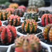 Vários cactos pequenos e coloridos em vasos individuais brancos, com substrato de pedra escura