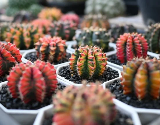 Vários cactos pequenos e coloridos em vasos individuais brancos, com substrato de pedra escura