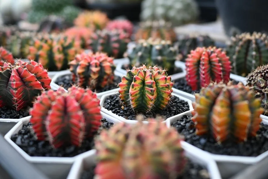 Vários cactos pequenos e coloridos em vasos individuais brancos, com substrato de pedra escura