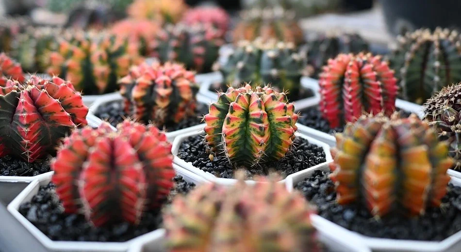 Vários cactos pequenos e coloridos em vasos individuais brancos, com substrato de pedra escura