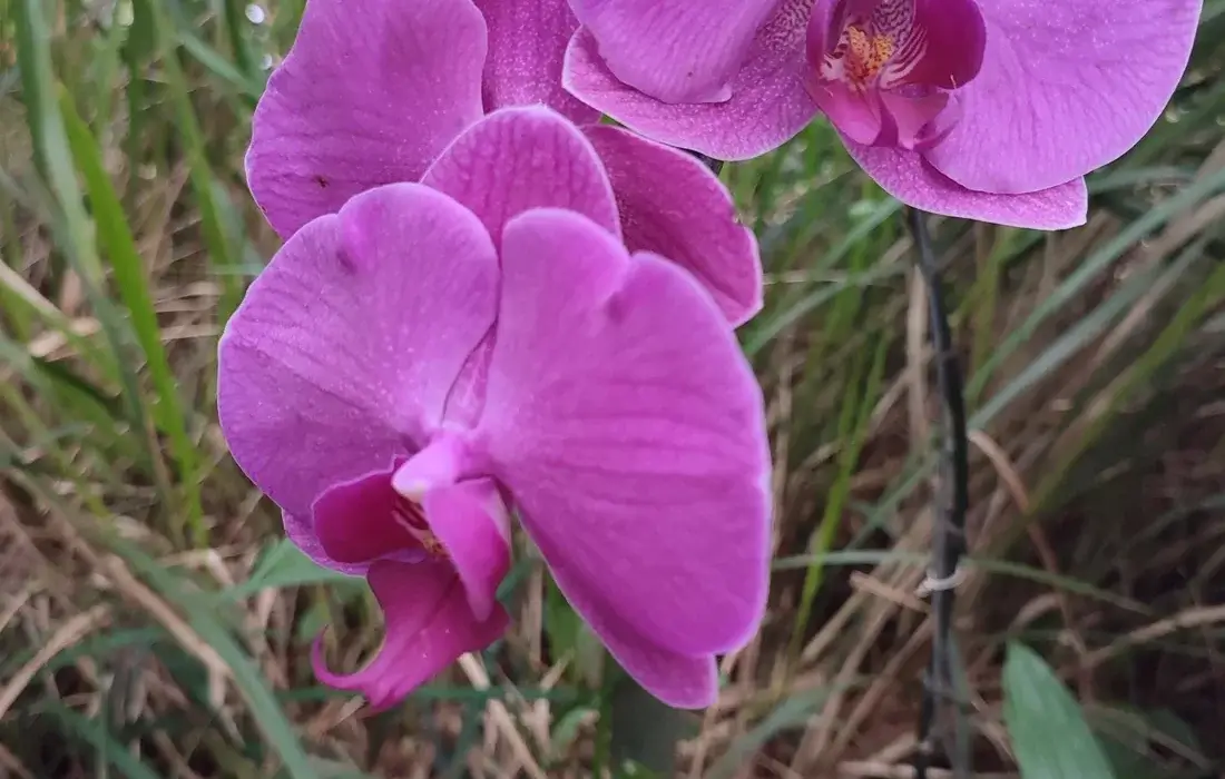 Flores rosadas de orquídea Phalaenopsis abertas na haste — o resultado de saber como cuidar de orquídea