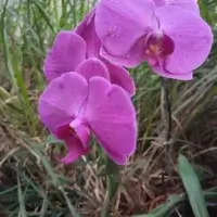 Flores rosadas de orquídea Phalaenopsis abertas na haste — o resultado de saber como cuidar de orquídea