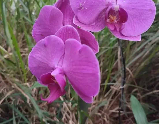 Flores rosadas de orquídea Phalaenopsis abertas na haste — o resultado de saber como cuidar de orquídea