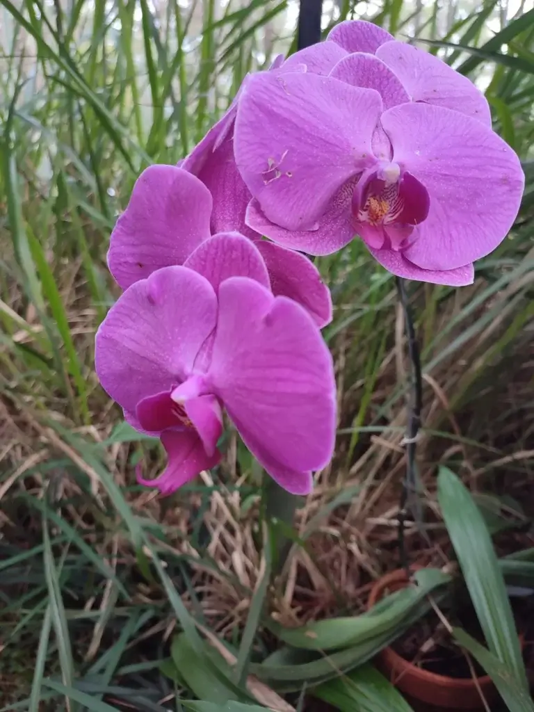 Flores rosadas de orquídea Phalaenopsis abertas na haste — o resultado de saber como cuidar de orquídea