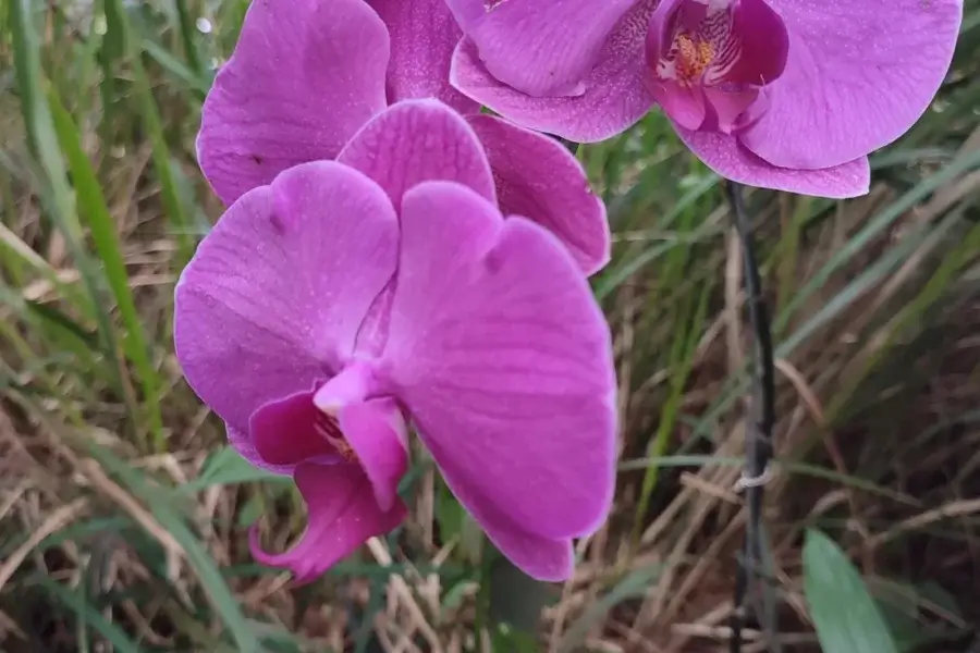 Flores rosadas de orquídea Phalaenopsis abertas na haste — o resultado de saber como cuidar de orquídea