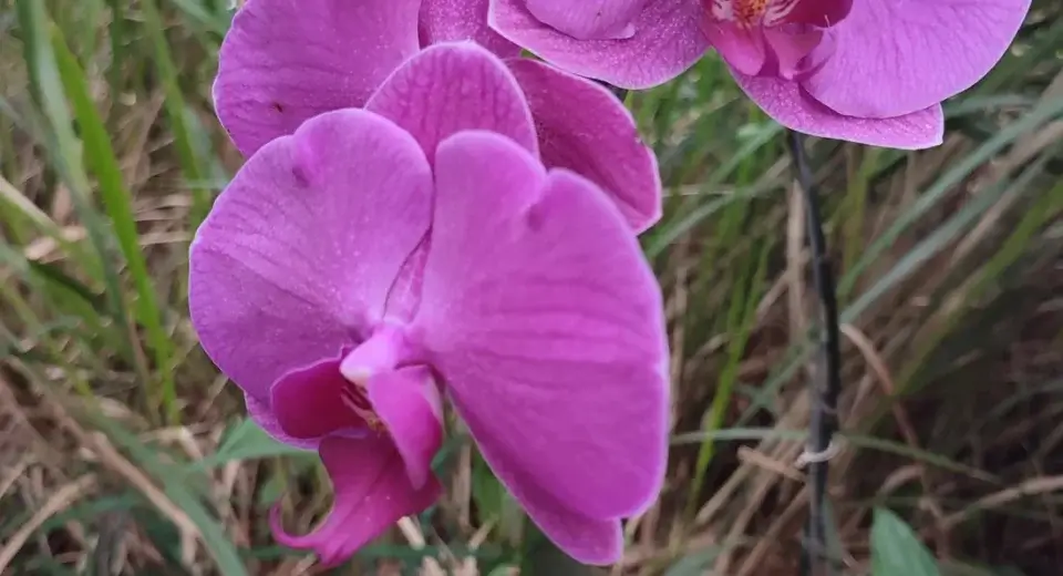 Flores rosadas de orquídea Phalaenopsis abertas na haste — o resultado de saber como cuidar de orquídea