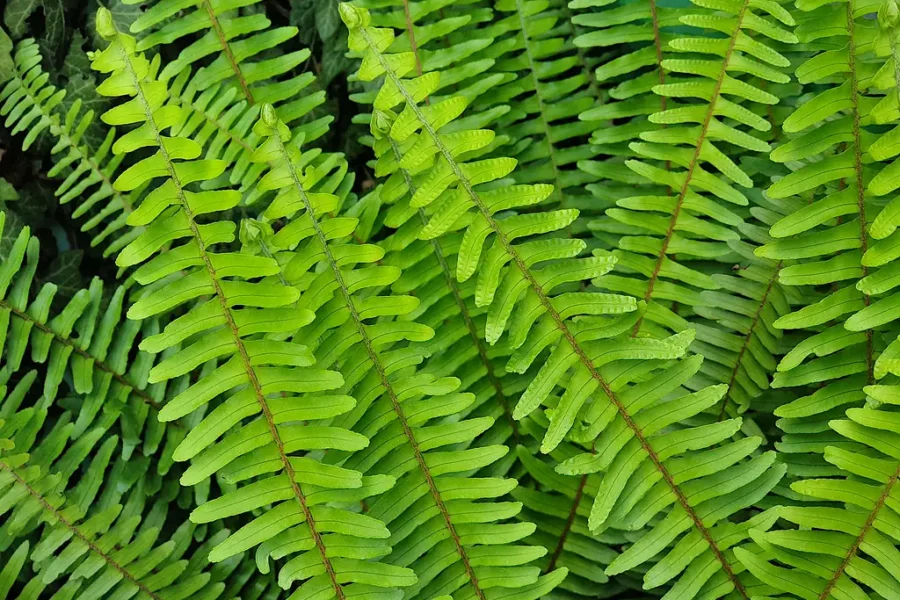 Frondes de samambaia vistas de perto, com folíolos verdes dispostos ao longo da haste