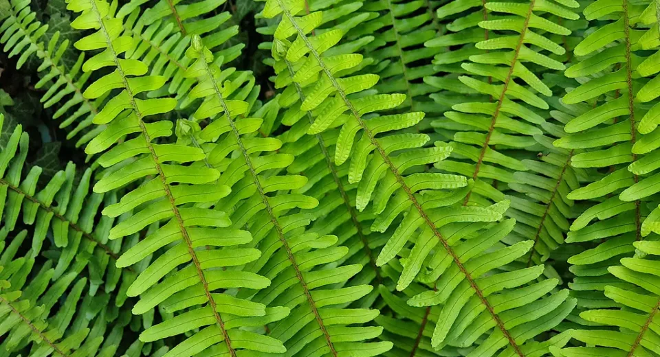 Frondes de samambaia vistas de perto, com folíolos verdes dispostos ao longo da haste
