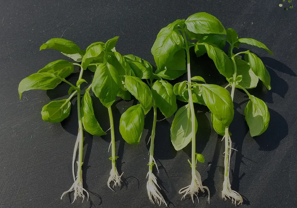 Cinco estacas de manjericão com raízes brancas formadas, prontas para plantar como mudas