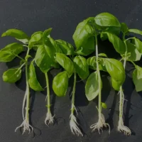 Cinco estacas de manjericão com raízes brancas formadas, prontas para plantar como mudas