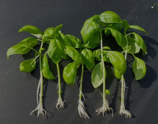 Cinco estacas de manjericão com raízes brancas formadas, prontas para plantar como mudas