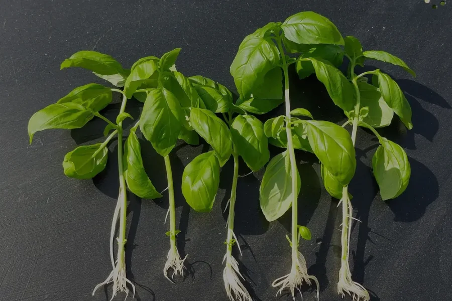Cinco estacas de manjericão com raízes brancas formadas, prontas para plantar como mudas