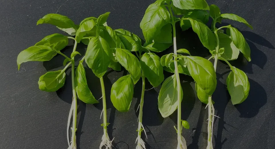 Cinco estacas de manjericão com raízes brancas formadas, prontas para plantar como mudas