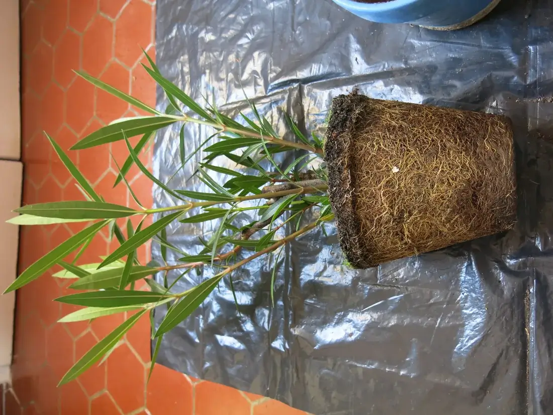 Torrão de raízes exposto ao replantar uma planta, com o substrato velho à mostra