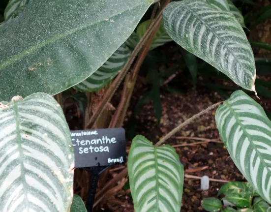 Folhas de ctenante listradas de verde e prata num canteiro de jardim botânico, ao lado de uma placa com o nome Ctenanthe setosa, família Marantaceae, origem Brasil.