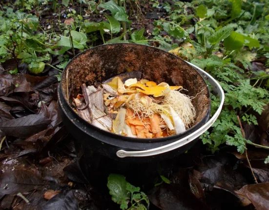 Balde com cascas de banana, cenoura e cebola no jardim, matéria-prima de fertilizante caseiro