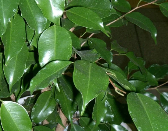 Ramos de fícus-benjamim com folhas verde-escuras, brilhantes e pontudas, cobertas de gotas de água.