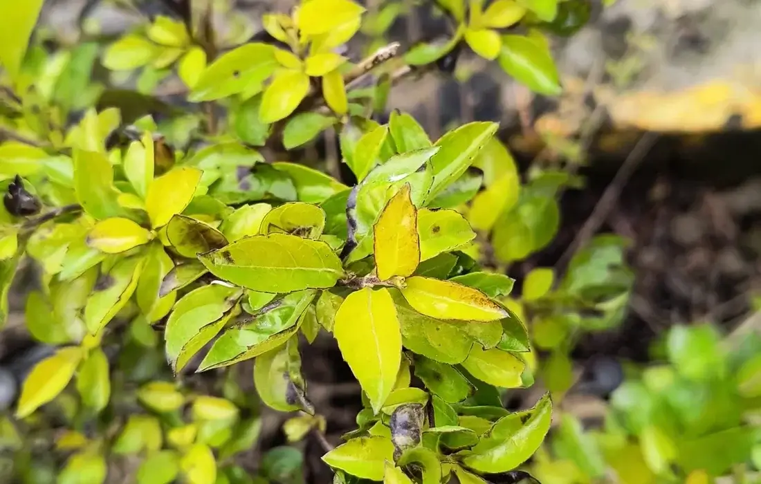 Arbusto com folhas amarelas na planta, sinal de clorose por excesso de água ou falta de nutriente