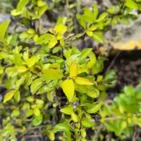 Arbusto com folhas amarelas na planta, sinal de clorose por excesso de água ou falta de nutriente