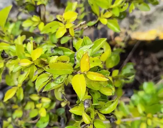 Arbusto com folhas amarelas na planta, sinal de clorose por excesso de água ou falta de nutriente
