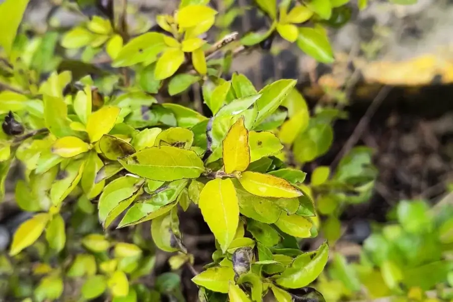 Arbusto com folhas amarelas na planta, sinal de clorose por excesso de água ou falta de nutriente