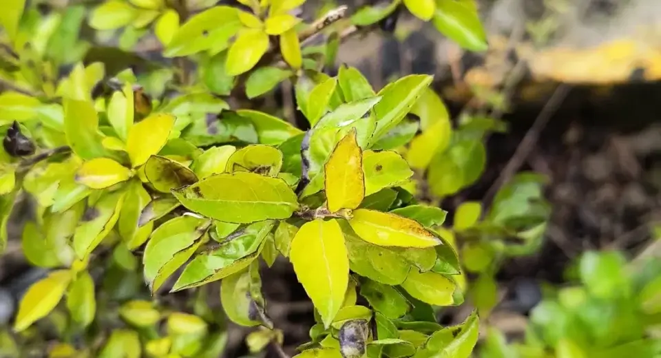 Arbusto com folhas amarelas na planta, sinal de clorose por excesso de água ou falta de nutriente