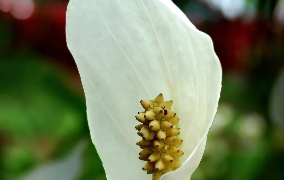 Flor branca de lírio-da-paz com a espata aberta e a espiga amarelada ao centro