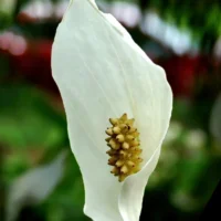 Flor branca de lírio-da-paz com a espata aberta e a espiga amarelada ao centro