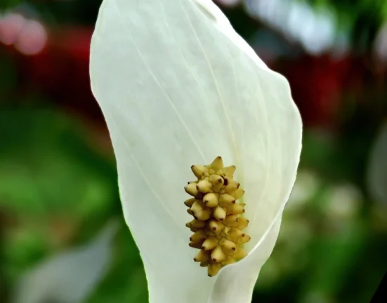 Flor branca de lírio-da-paz com a espata aberta e a espiga amarelada ao centro