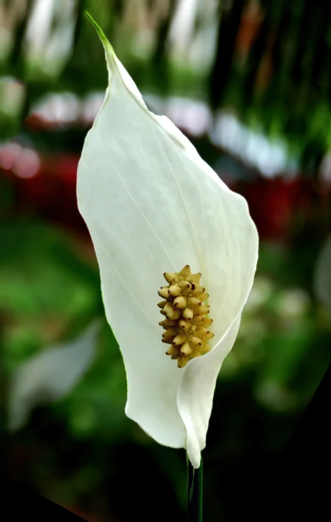 Flor branca de lírio-da-paz com a espata aberta e a espiga amarelada ao centro