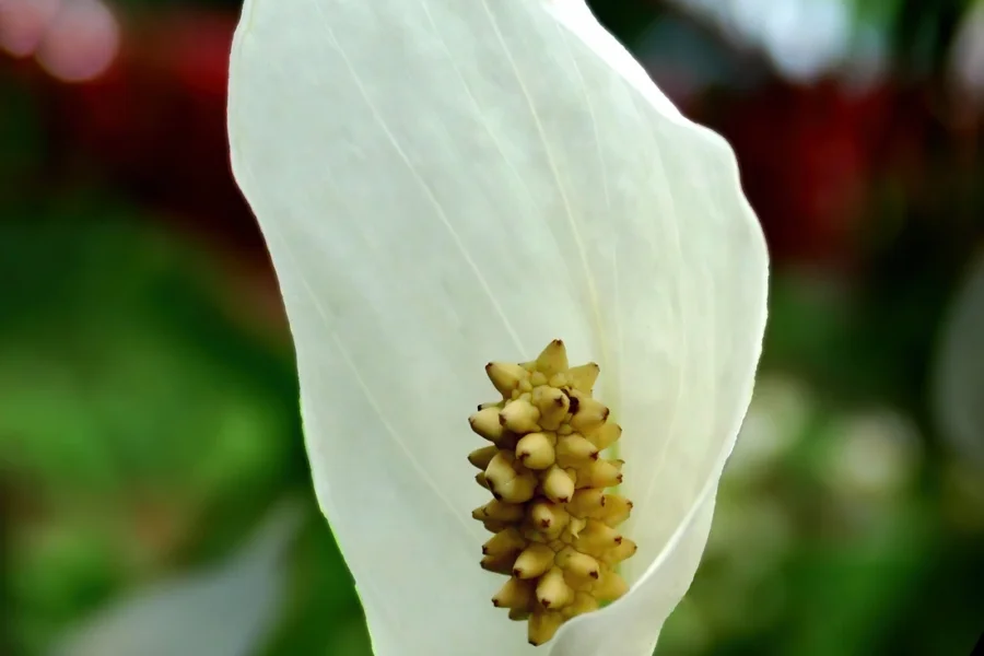 Flor branca de lírio-da-paz com a espata aberta e a espiga amarelada ao centro